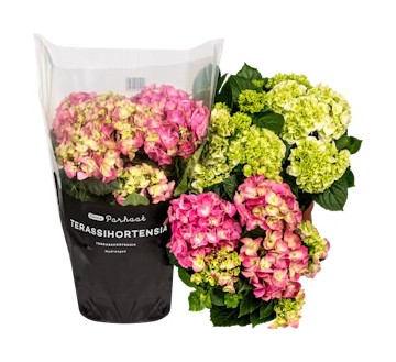 Pirkka Parhaat terassihortensia 19 cm ruukussa tarjous