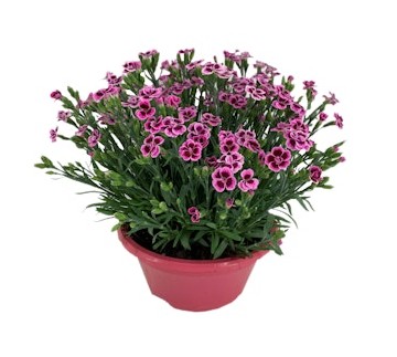 Ruukkuneilikka kulho 23 cm tarjous