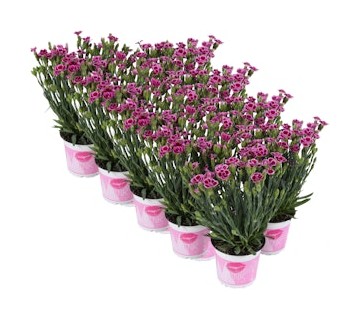 Ruukkuneilikka Pink Kisses tarjous